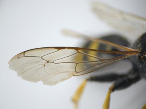 Réf. 187 563 : Ectemnius lapidarius